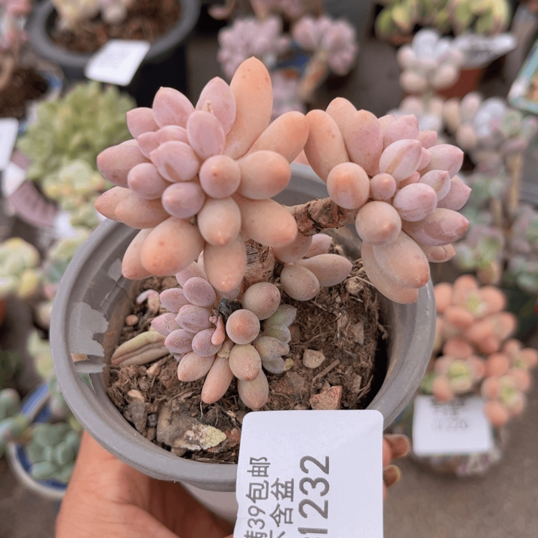 婴儿手指1232。5c m