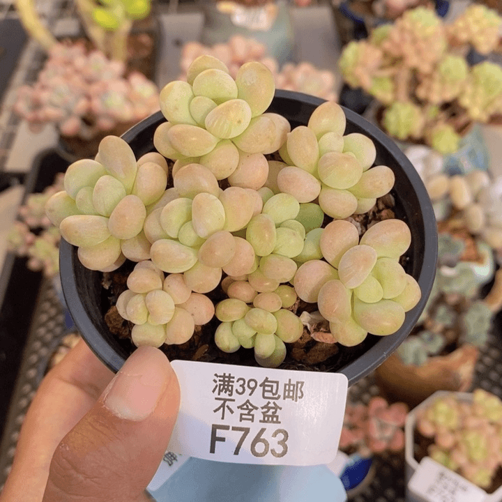 763洛可可多肉7c m m