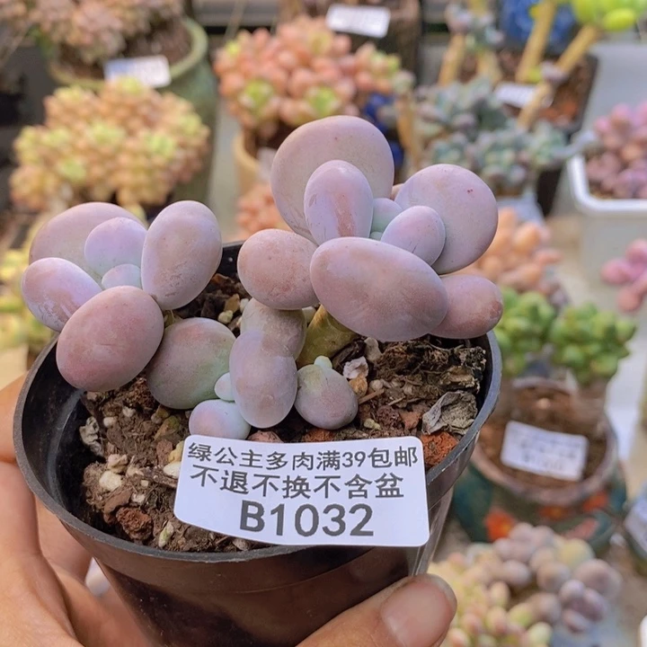 1032芭比奶多肉7c m