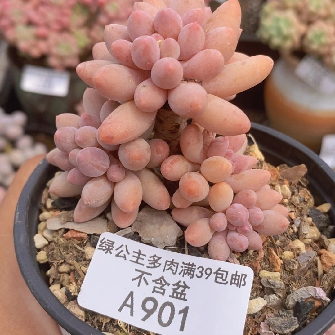 婴儿手指老桩5cm901多肉植物