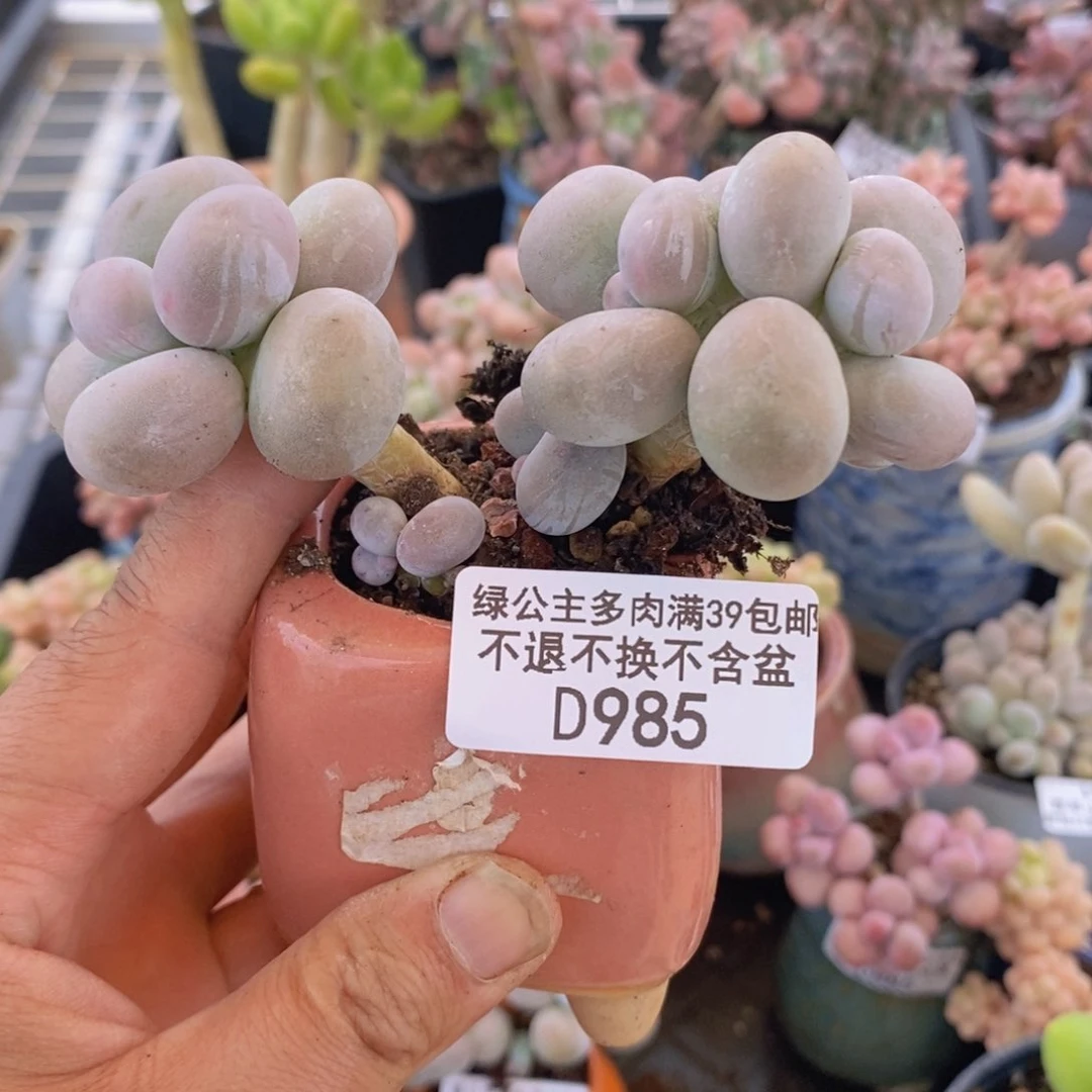 芭比奶洛8cm985多肉植物