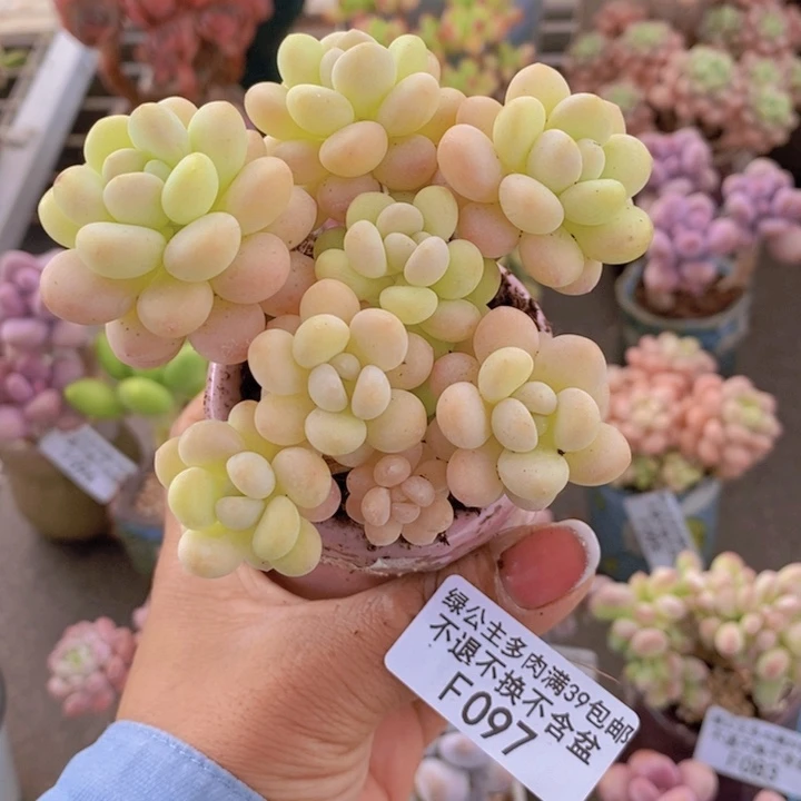 洛可可097/7cm多肉