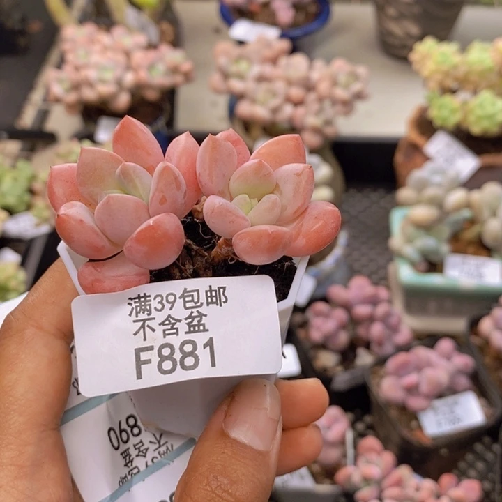 881粉桃花多肉3cm