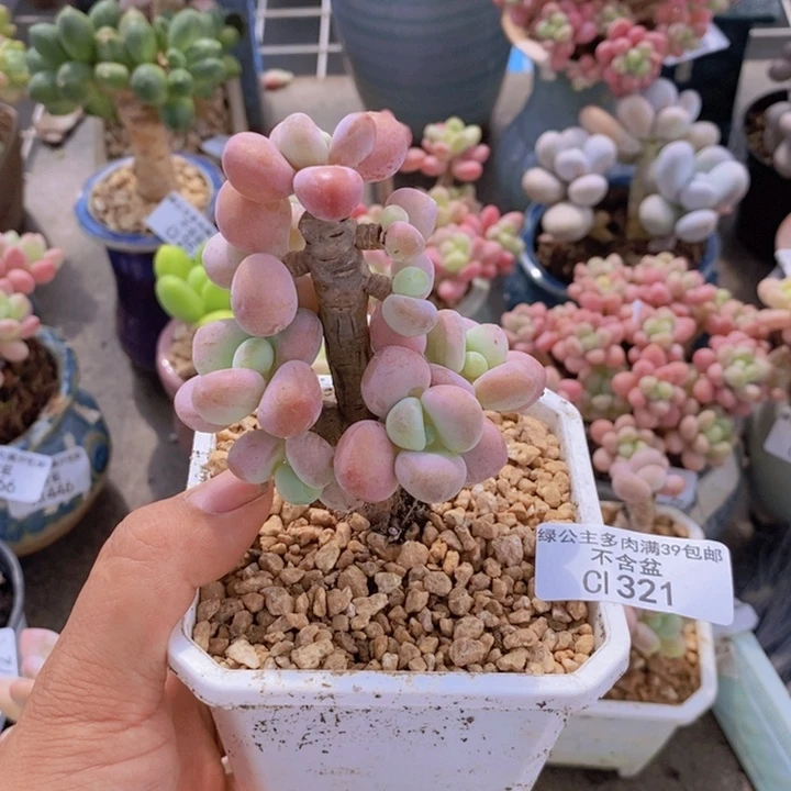 花朵洛神321/5c m