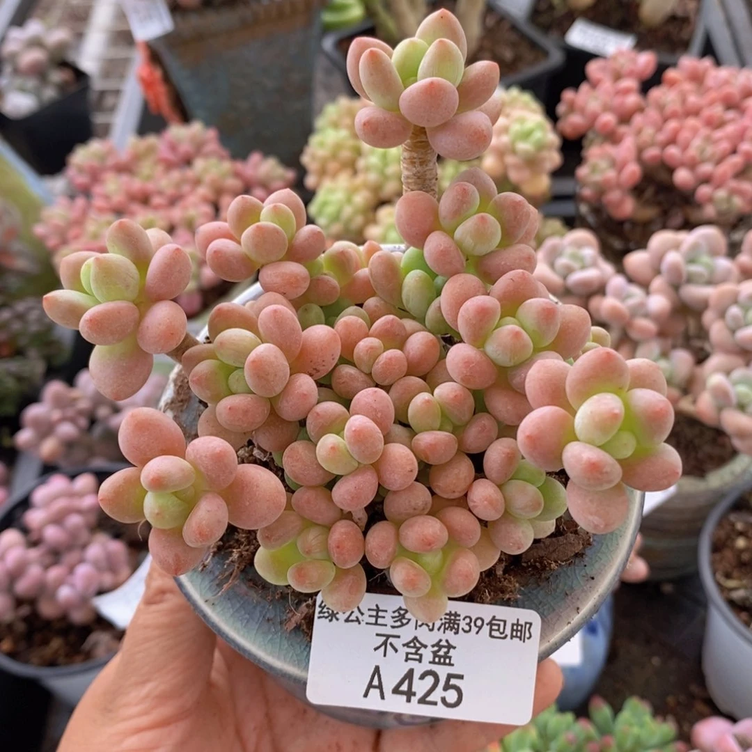 鱼子酱8cm425多肉植物