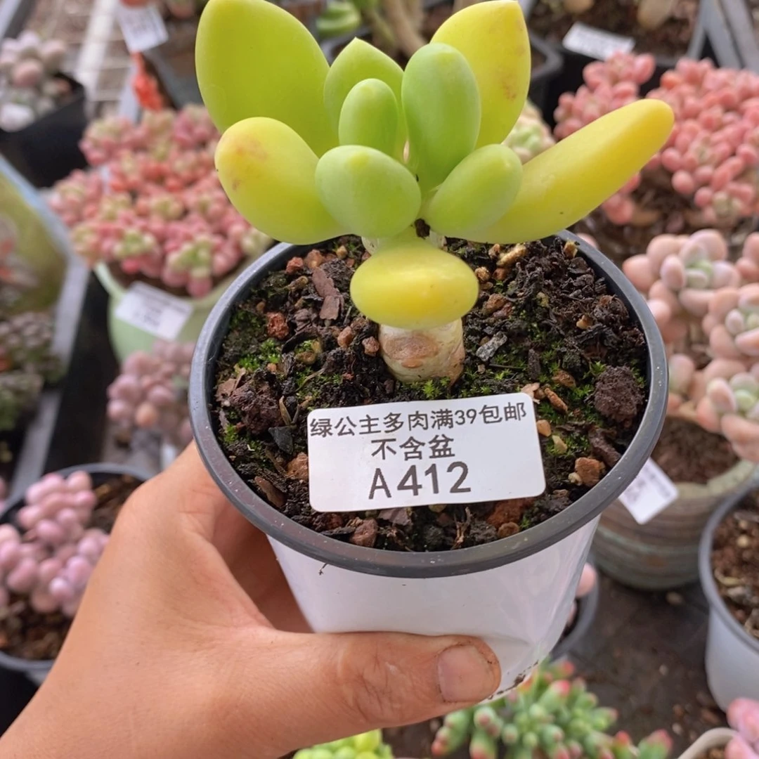 金蟾单头412多肉植物