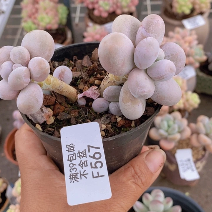 芭比奶酪567/8c m
