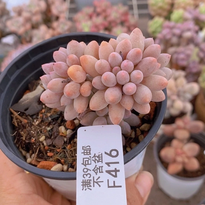 婴手指416/5c m多肉