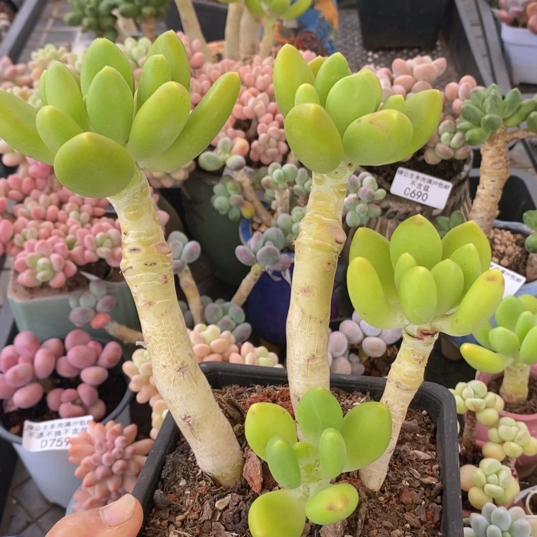 金蟾老桩813多肉植物