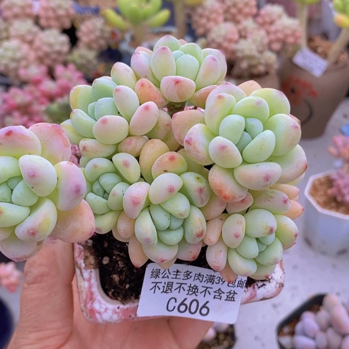 樱花罗琦8vm606多肉