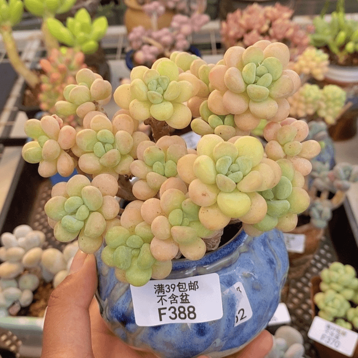 388洛可可多肉10cm