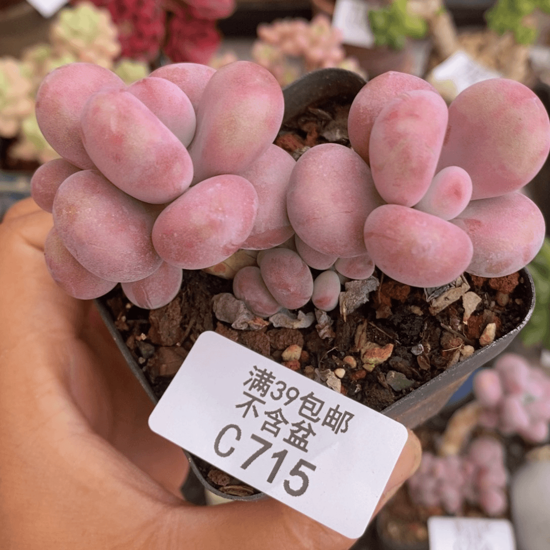 腰子桃蛋6cm715多肉植物