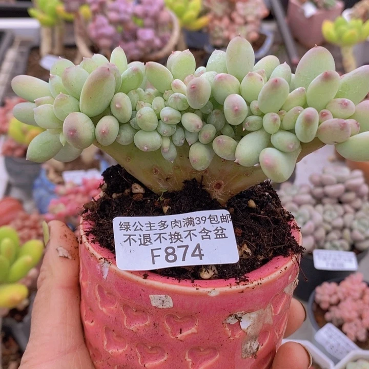 苹果奶缀10cm874多肉植物