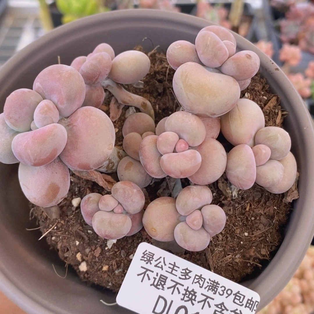 腰子桃蛋9cm014多肉植物