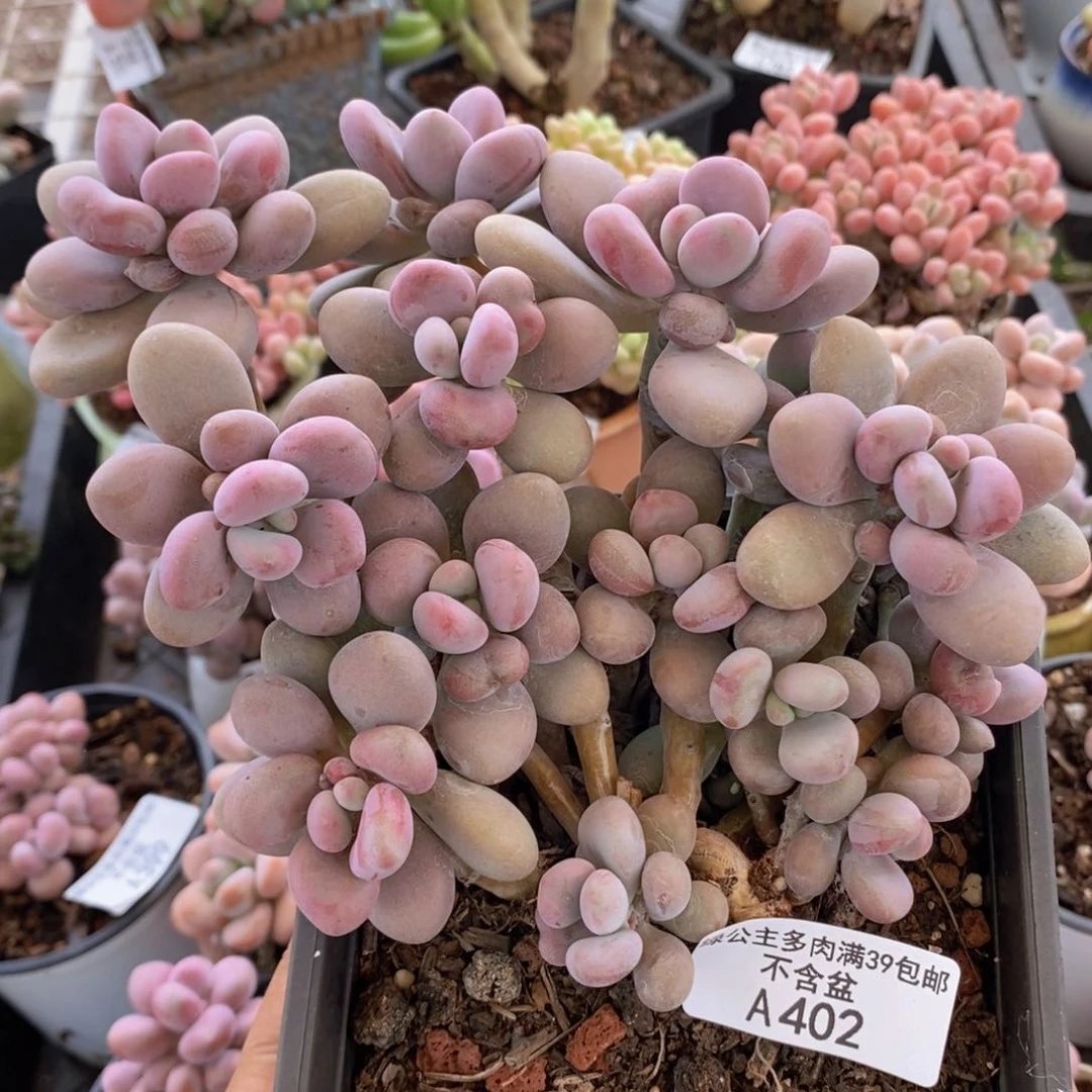 大桃蛋12cm402多肉植物