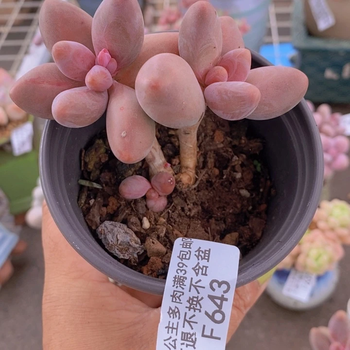 糖果美人643/7c m