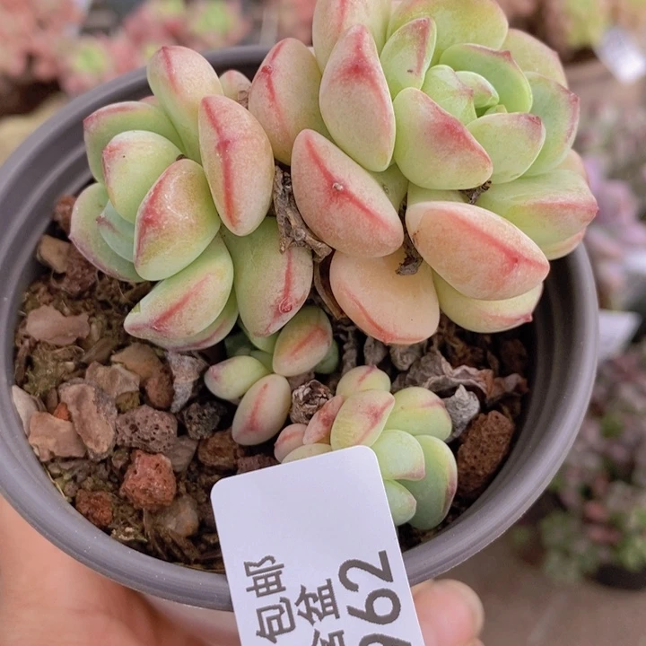 香草962/6c m多肉