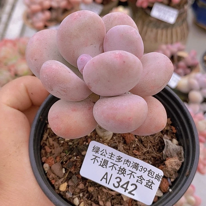 蛋黄奶单头342多肉植物