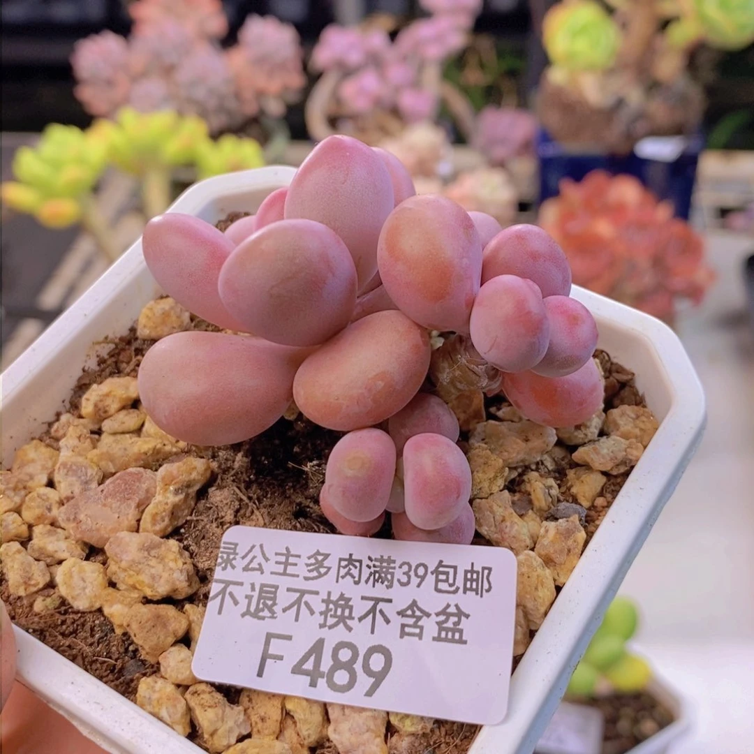 489腰子桃蛋多肉6c m