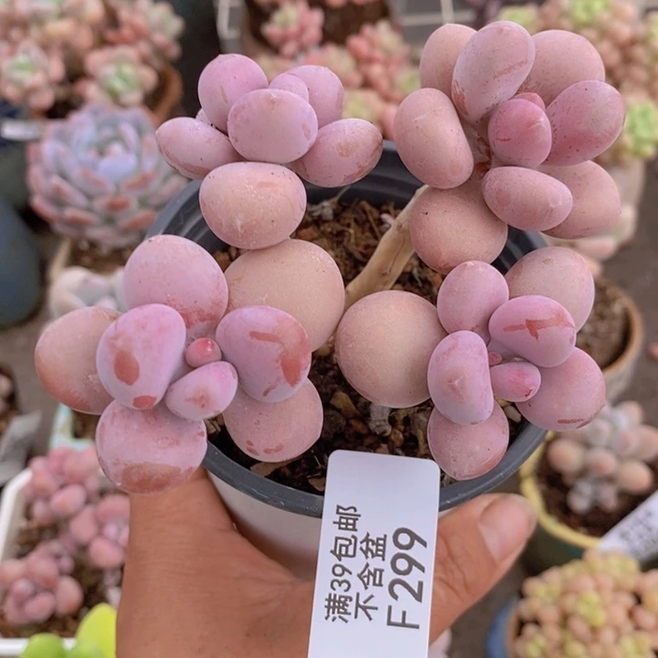 糖果桃蛋299/7c m