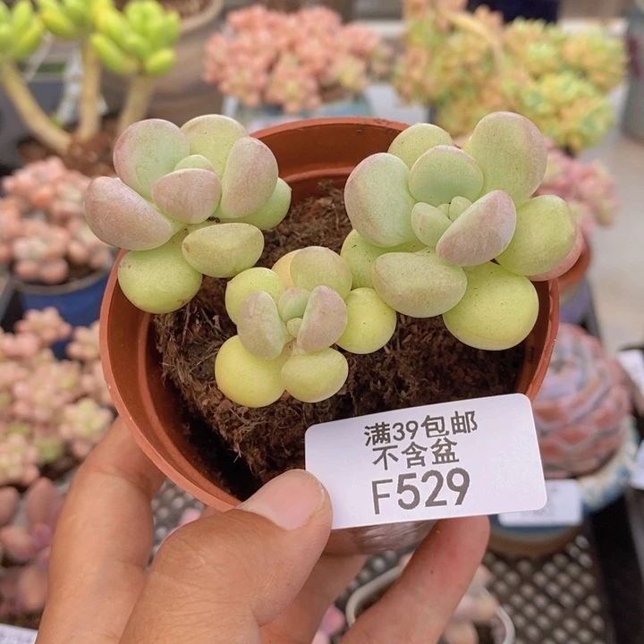 529泡泡糖多肉6cm