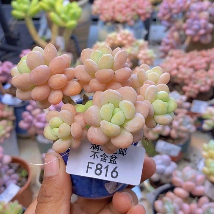 816洛可可多肉6cm