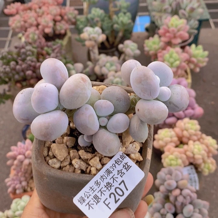 芭比奶酪207/8c m
