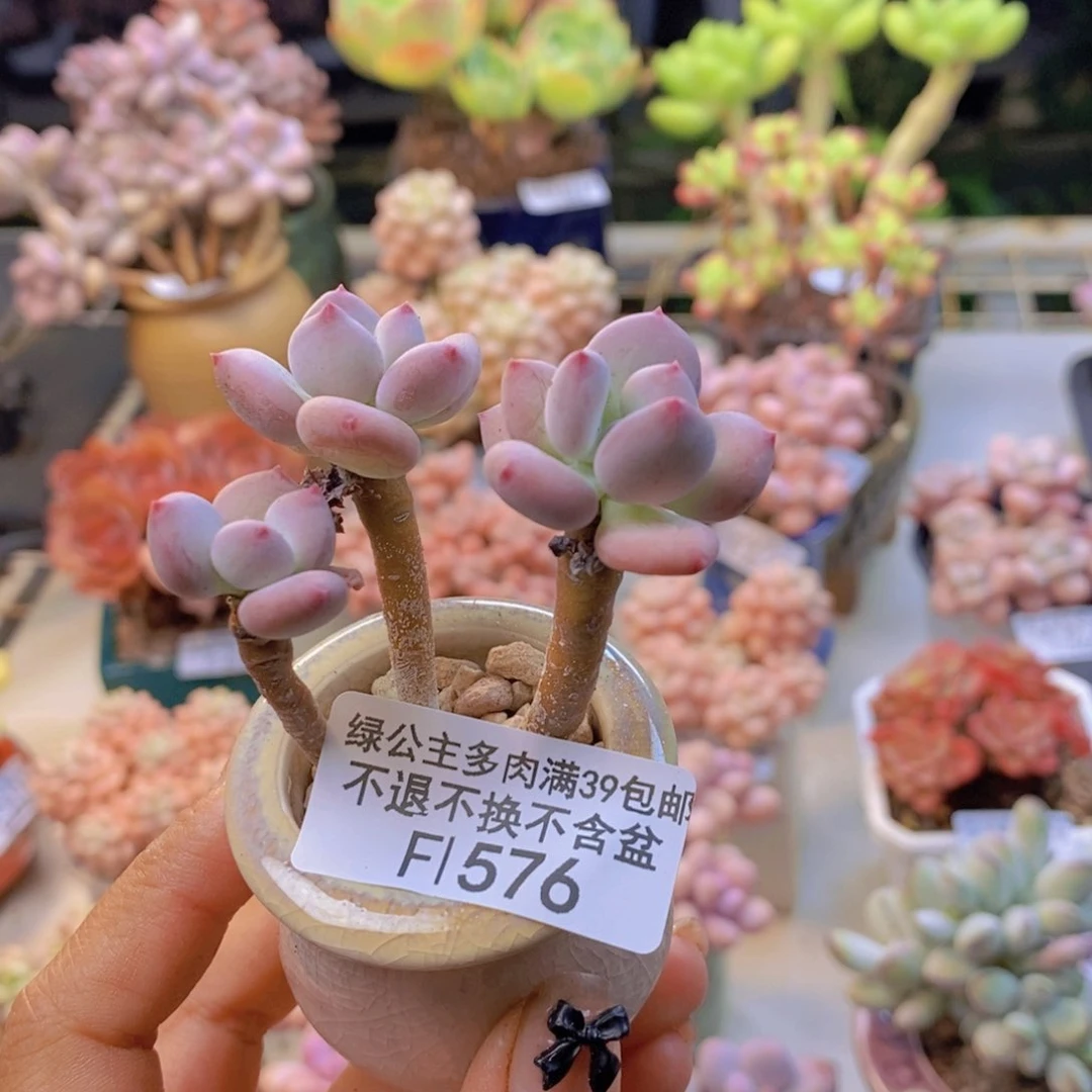 576苹果奶四代多肉4c m