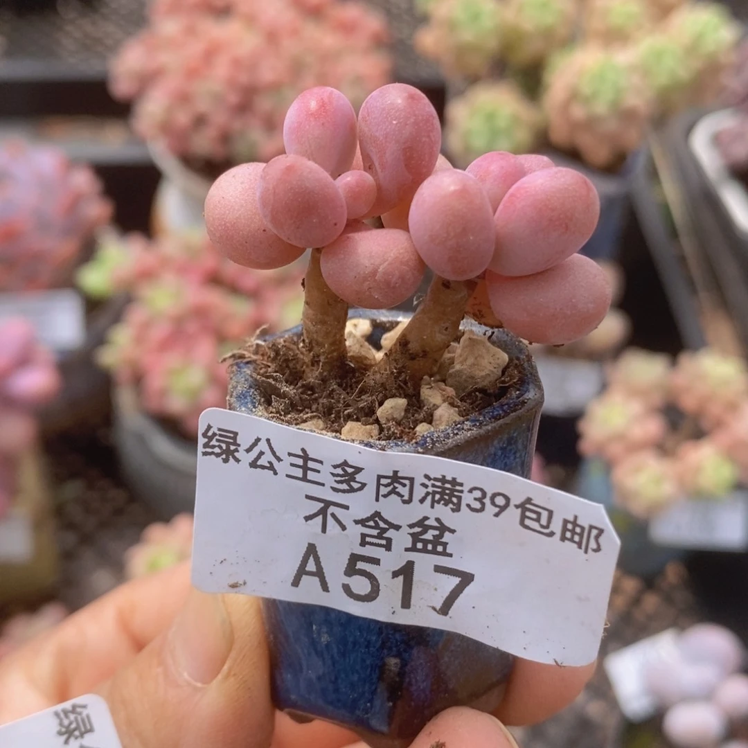 糖果桃蛋3cm517多肉植物