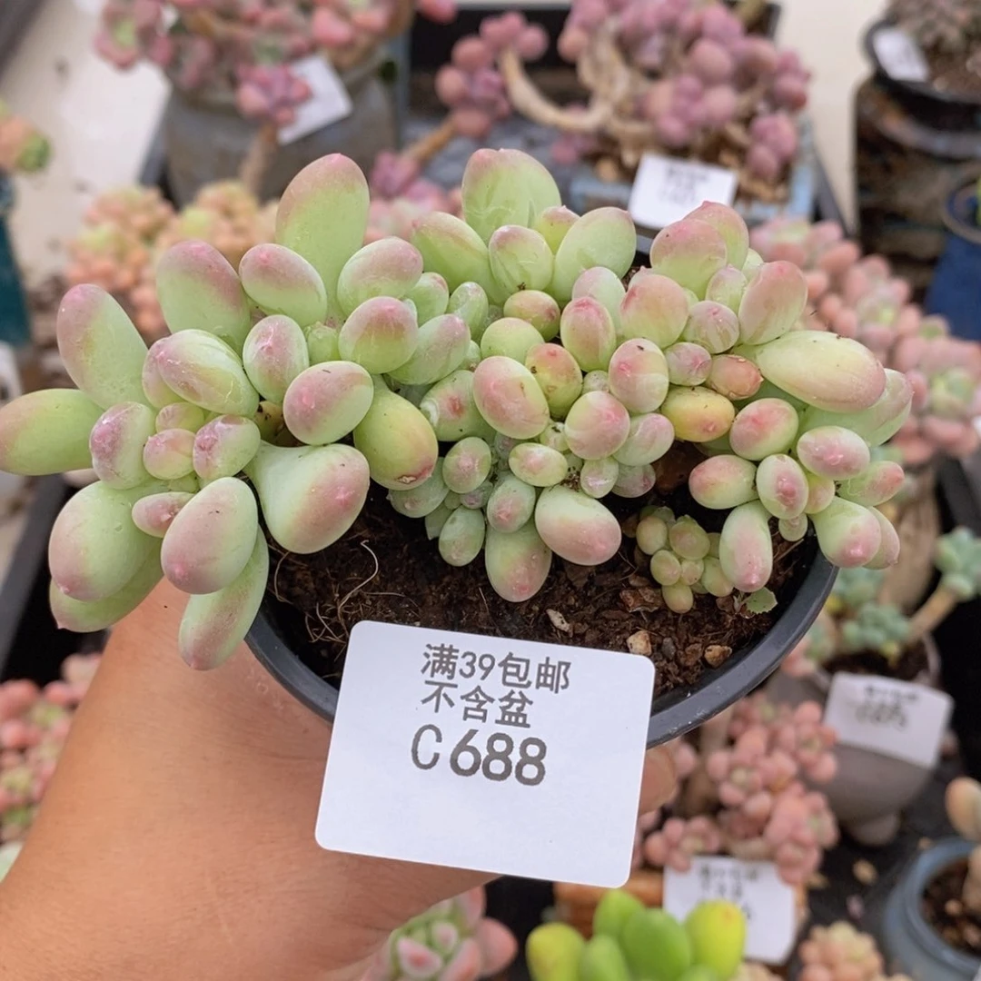 苹果奶缀9cm688多肉植物