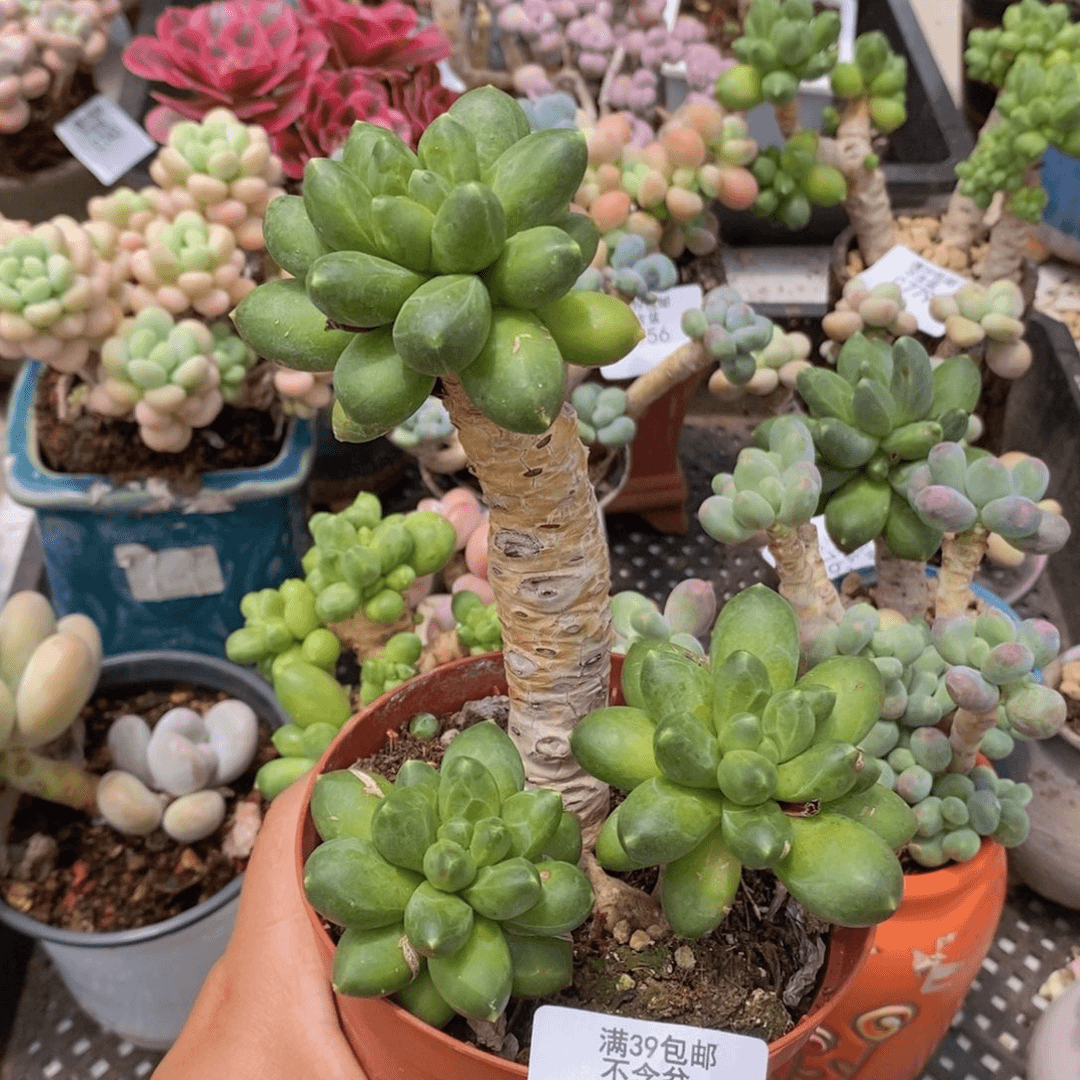 香蕉树老桩散拼668多肉植物