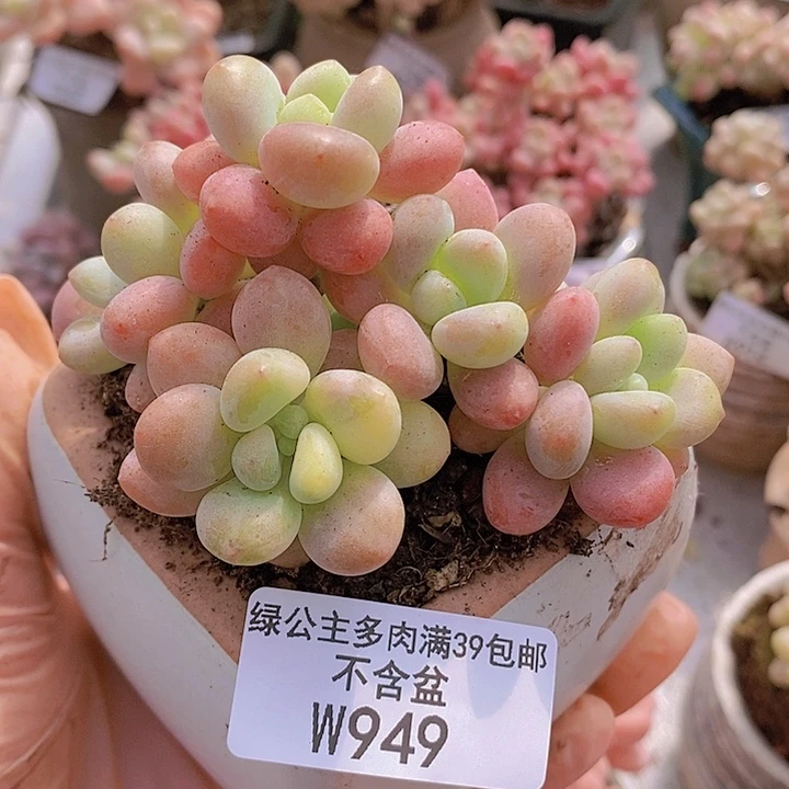 鱼子酱8cm949多肉植物