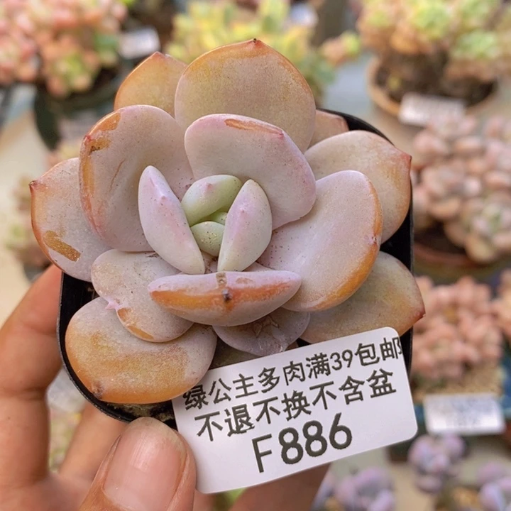 886丸叶奶茶多肉5cm