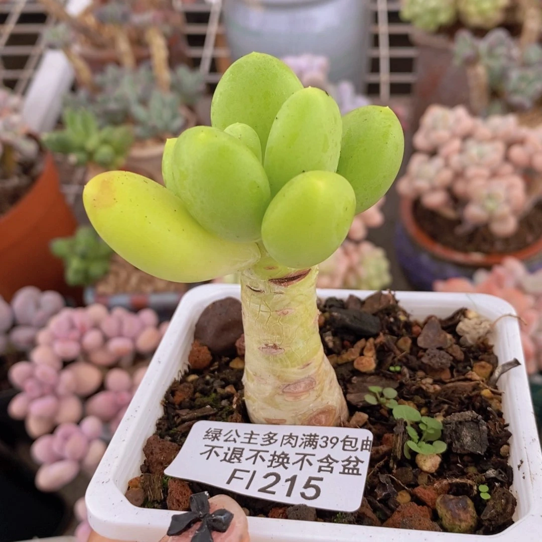 215金蟾多肉肉5c m