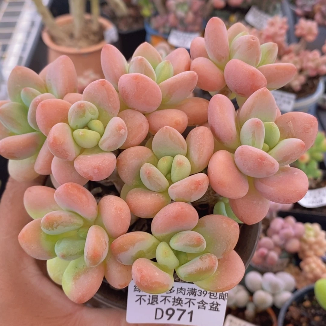 香水花朵洛神12cm971多肉植物