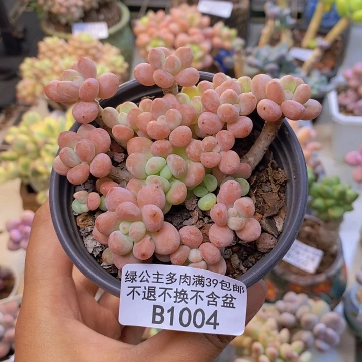 四*海1004鱼子酱多肉特价