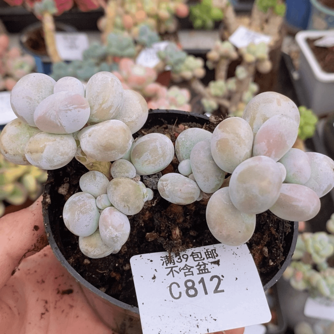 芭比奶洛9cm812多肉植物