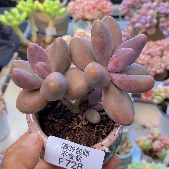 728糖果美人多肉7cm