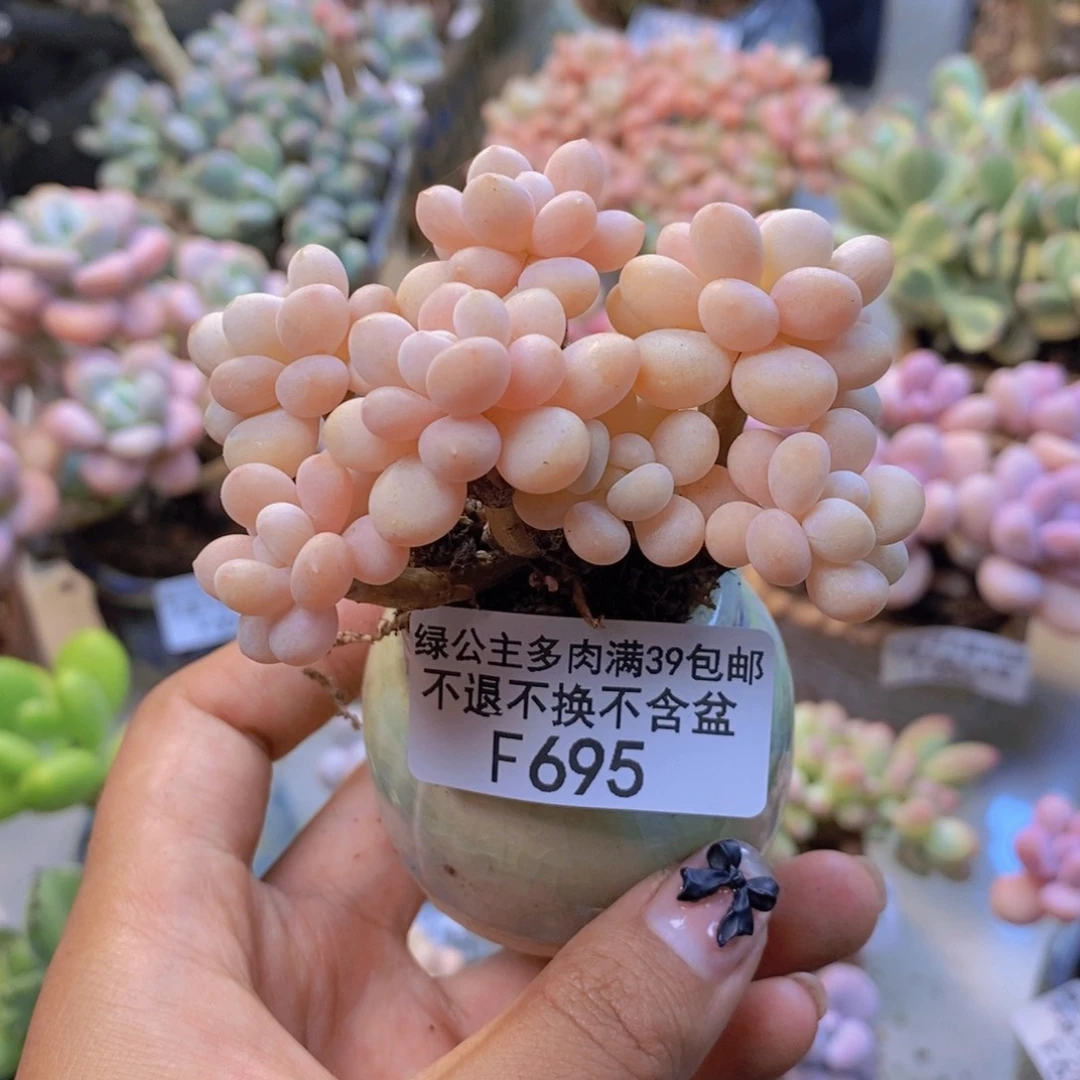 695洛可可多肉6c m