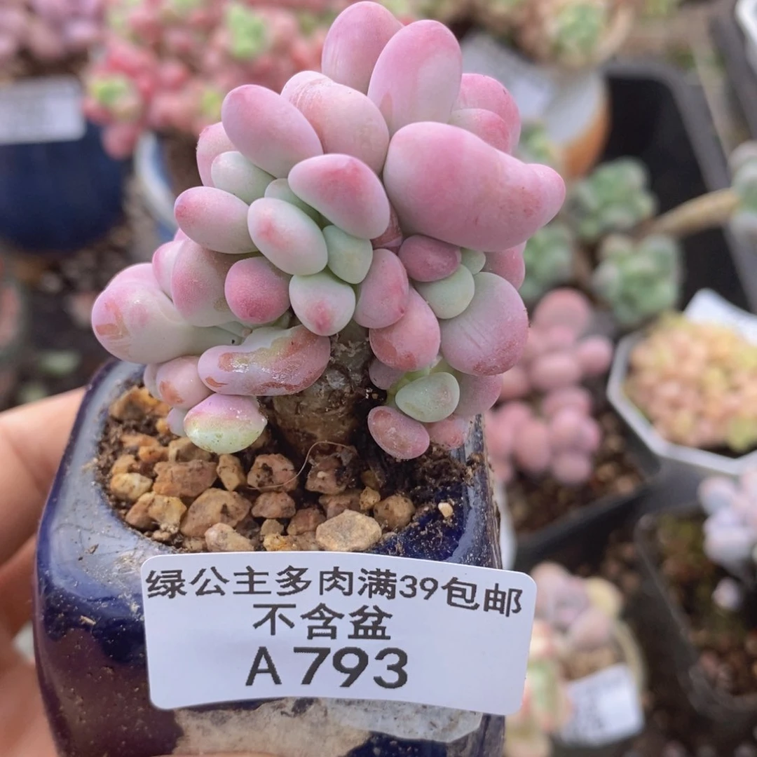 腰子桃蛋树793多肉植物