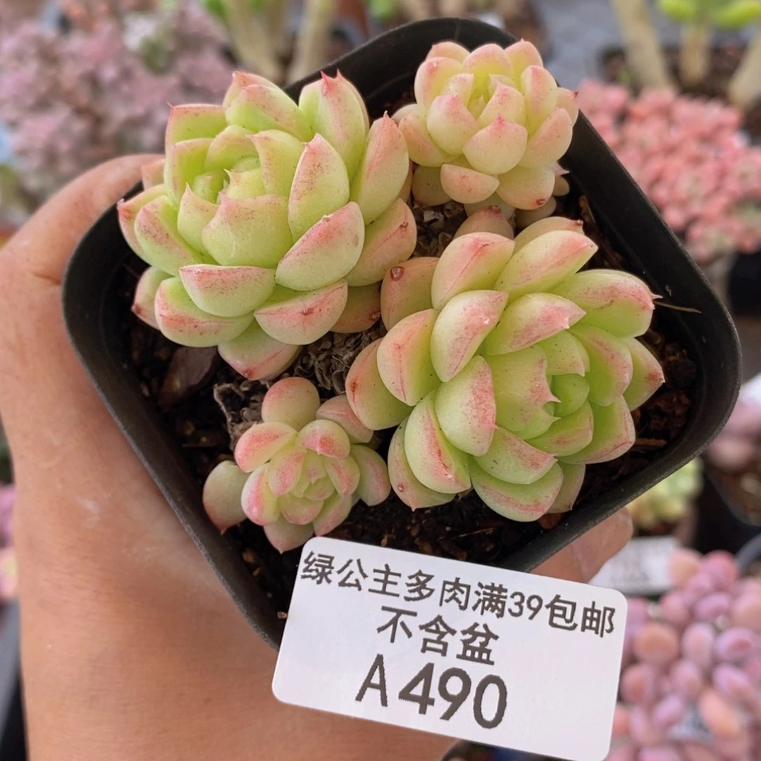 粉玫瑰6cm490多肉植物