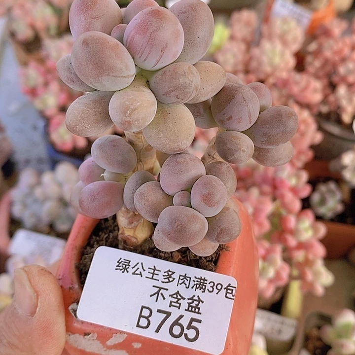 汤圆7cm765多肉植物