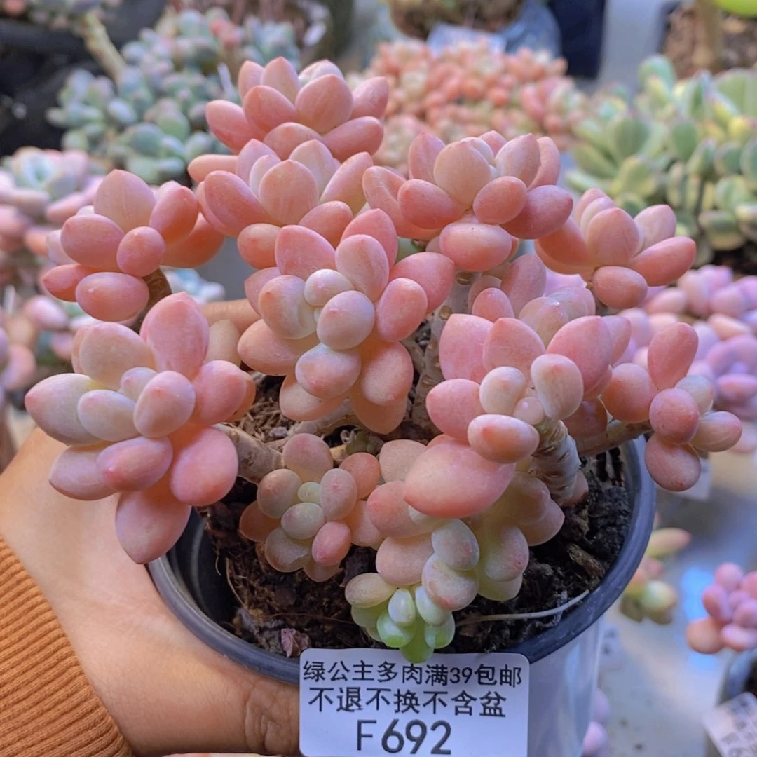 692鱼子酱多肉10c m