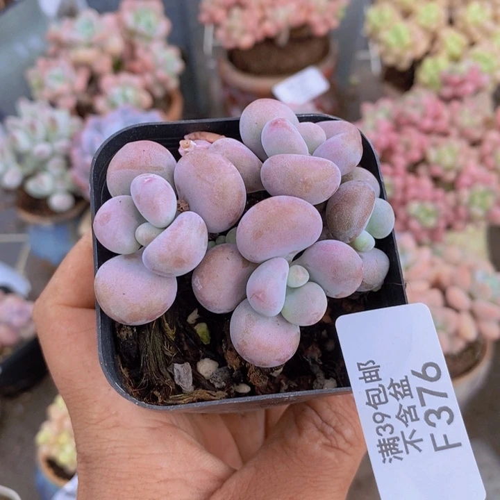 腰子桃蛋376/5c m