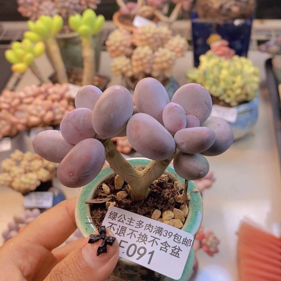 091彩虹奶多肉7c m