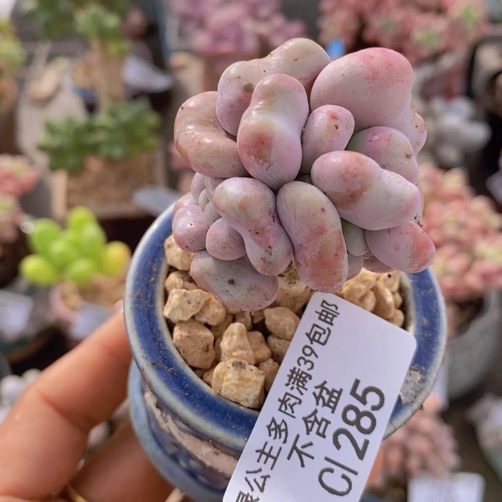腰子桃蛋285/4c m