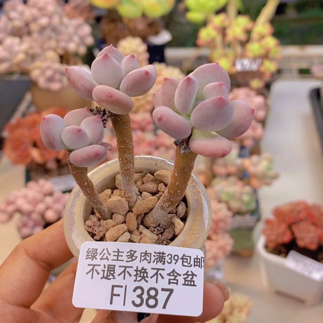 387苹果奶四代多肉5c m