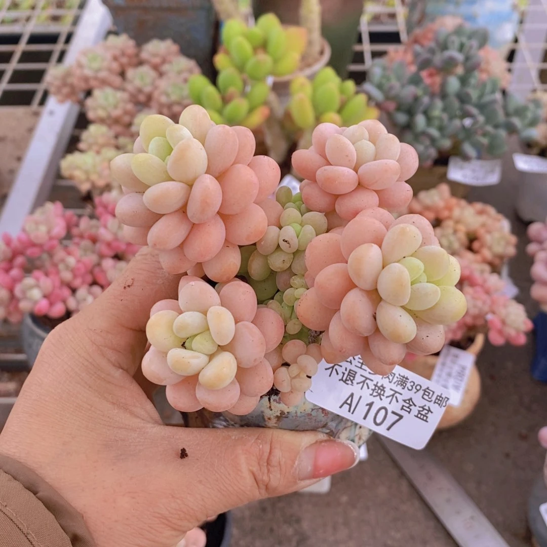 洛可可107/7cm多肉