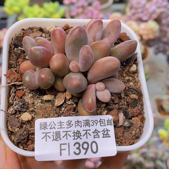 390糖果美人多肉5c m m