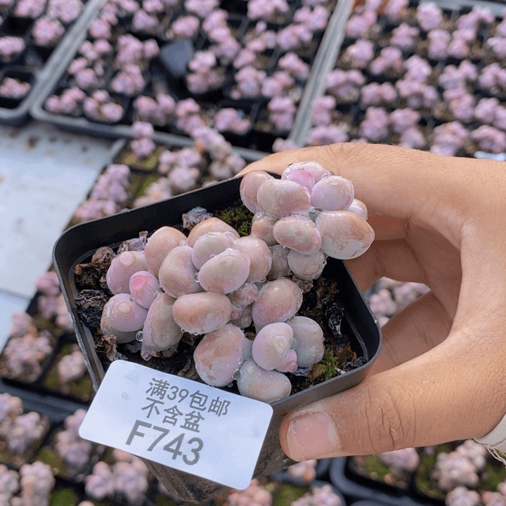 743腰子桃蛋多肉6cm